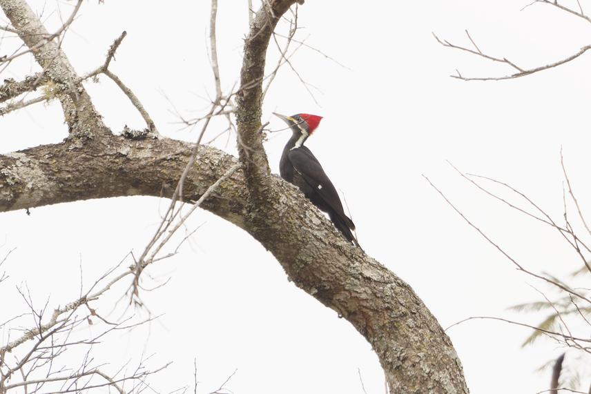 Female Black-bodied Woodpecker in Parque Nacional Chaco. ©Martjan Lammertink.
