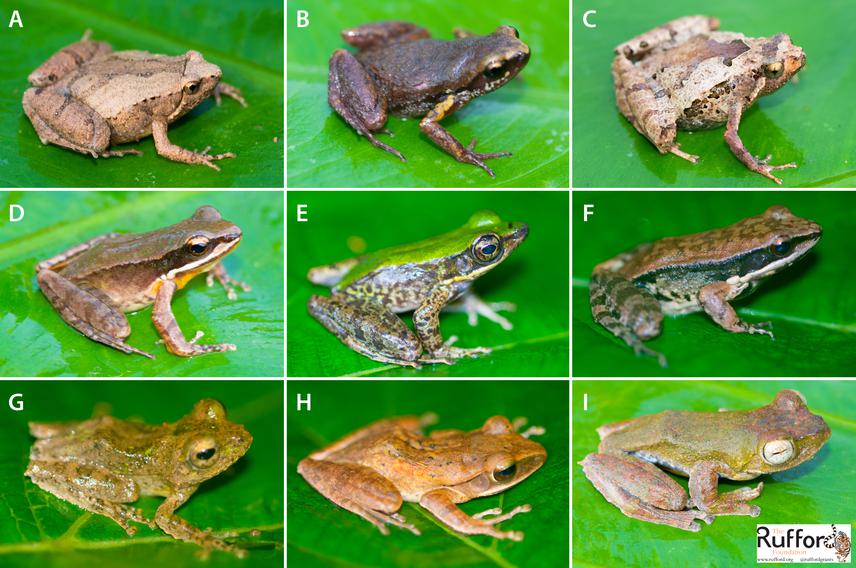 Figure 2. Leptobrachium sp. (A), Ophryophryne hansi (B), Xenophrys truongsonensis (C), Microhyla berdmorei (D), M. butleri (E), M. cf. heymonsi (F). ©Tan Van Nguyen.
