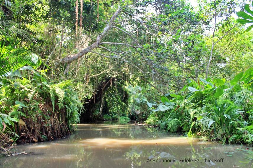 Flooded Forest channel characteristic of the lokoli swamp forest ecosystem. © Hounnouvi Ezéchiel