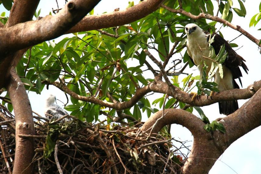 In the Otoeso customary forest, Flores Island, a Flores Hawk-Eagle returns to its nest with nesting material as its chick waits inside — a rare glimpse of parental care in one of Indonesia’s most elusive raptors. © Oki Hidayat