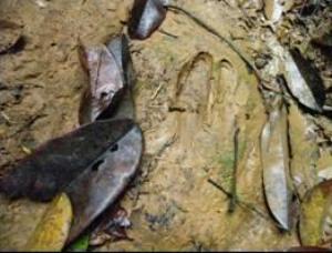 Footprints of bongo identified in the Dja Reserve by the trackers.
