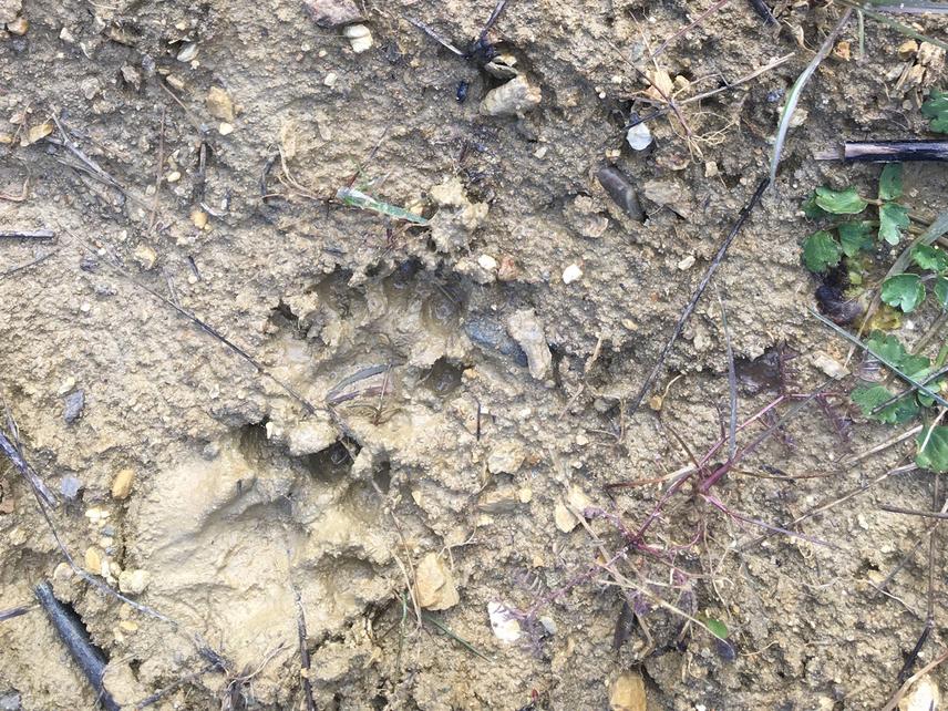 Footprints of Lutra lutra. © Fabjola Selmani.