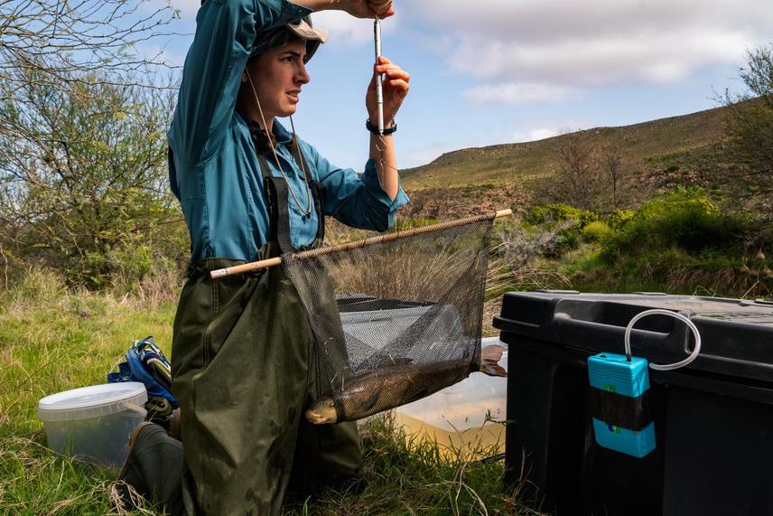 Freshwater Research Centre researcher Cecilia Cerrilla weighs an adult sandfish in the Biedouw River © Jeremy Shelton