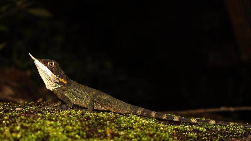 Full body shot of Rhino-Horned Lizard (Ceratophora stoddartii) © Photo Credit Eshadi Mendis