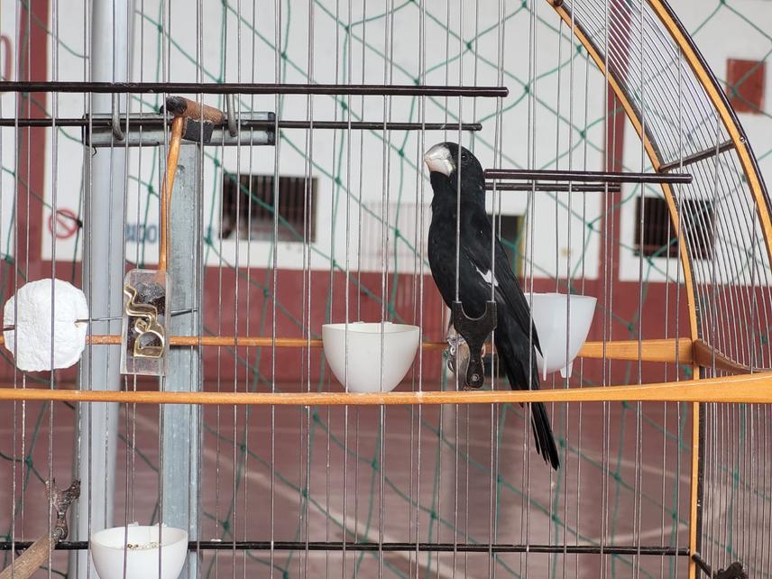 Caged Sporophila maximiliani individual during a singing contest. (c) Liriann Silva.