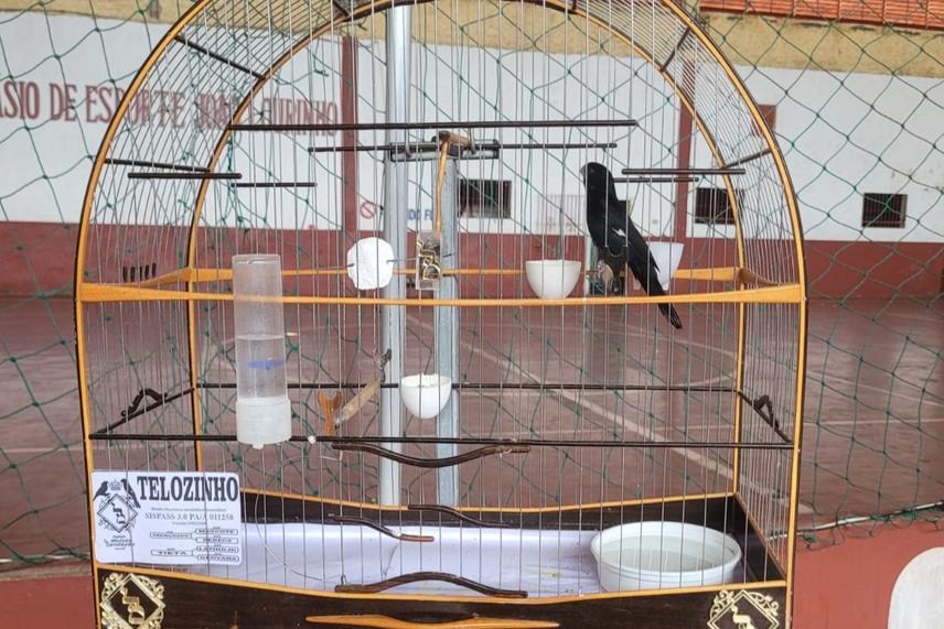 Caged Sporophila maximiliani individual during a singing contest. (c) Liriann Silva.