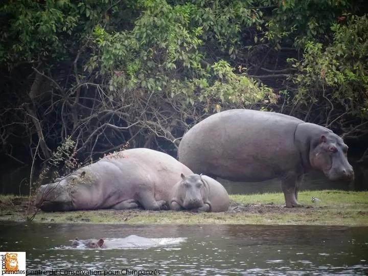 Common hippopotamus on the Niger river bank in Upper Niger National Park. © Projet Primates, Centre de Conservation pour Chimpanzés (CCC).