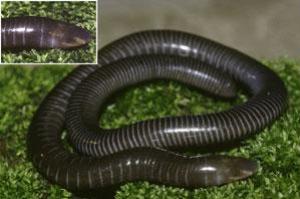 Gegeneophis danieli, one of the newly discovered species.
