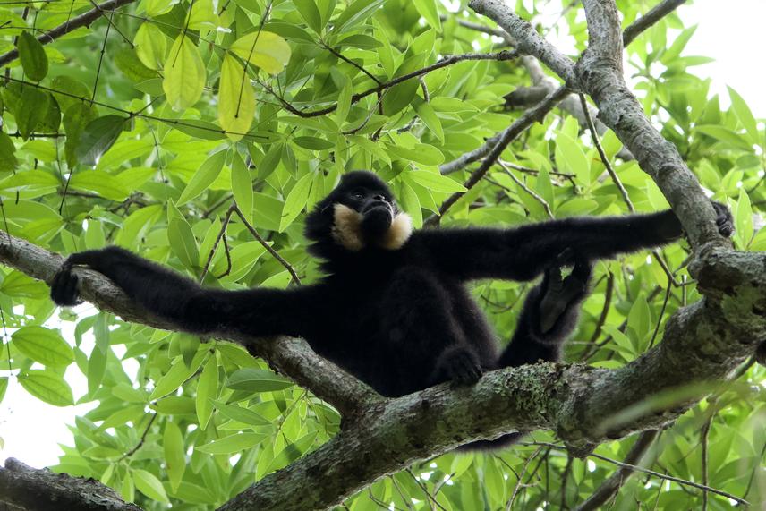 Adult male gibbon resting in Keo Seima Wildlife Sanctuary. © Tesa Mendoza Blowey.