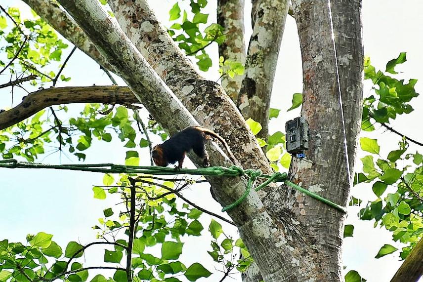 Golden-headed lion tamarin (Leontopithecus chrysomelas) crossing an artificial canopy bridge during the pilot phase of the project, BA-262 road, south of Bahia, Brazil © Patrício da Rocha