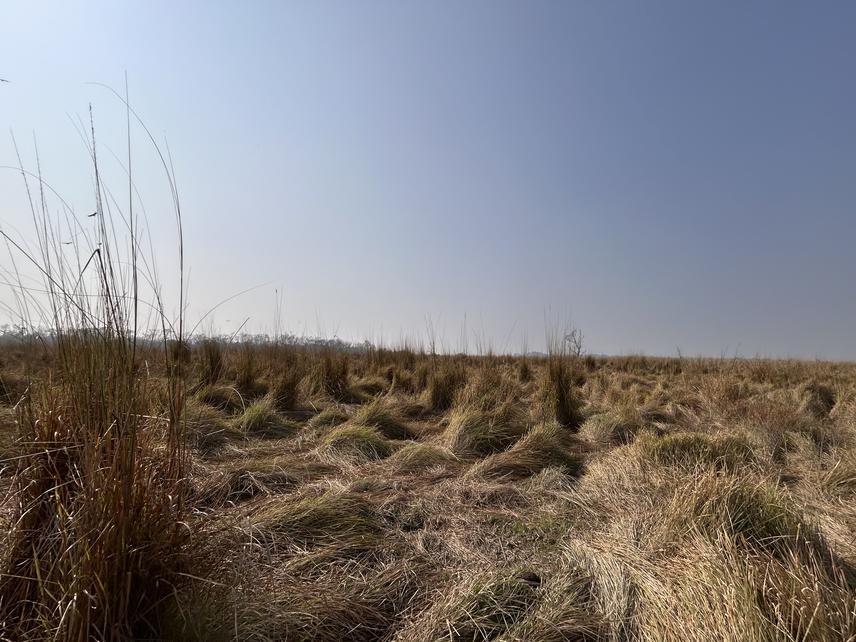 Winter grassland landscape of Koshi Tappu Wildlife  Reserve, eastern Nepal, photographed in December, representing seasonal  habitat conditions of the Critically Endangered Bengal Florican. (c) Aabha Pokharel