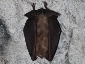 Greater horseshoe bat. © Jelena Burazerovic.