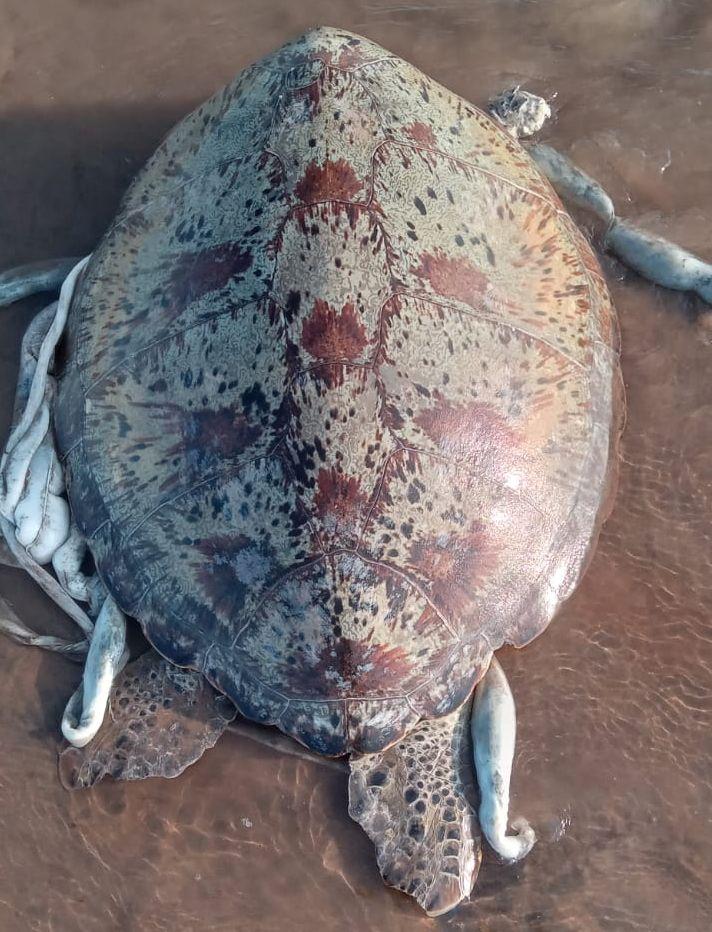 Patrol findings: A tragic reality - dead marine turtles (Green turtle) with evidence of illegal meat harvesting, underscoring unsustainable practices and the urgent need for stronger protection and awareness © Emmanuel Kenga