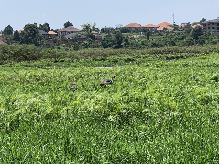 Grey Crowned Crane feeding in Lutembe Wetland, highlighting the serene beauty and ecological significance of this vital habitat. ©Ssemambo Byron.