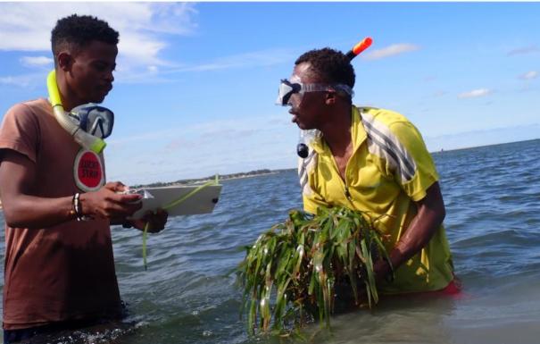 Community leading seagrass transplantation in Ifaty, Ranobe Bay, southwestern Madagascar © Grilante Beva, 2024