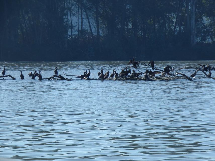 Group of Neotropic Cormorants resting at the Maule River mouth, in front of Constitución’s waterfront promenade © Daniel Imbernon