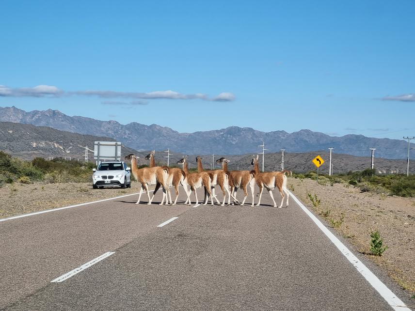 Group of guanacos (Lama guanicoe) on the road of the Ischigualasto Provincial Park. ©Teresa Yamila Ontiveros.