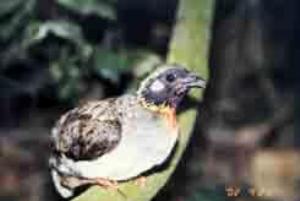 Hainan Hill Partridge.