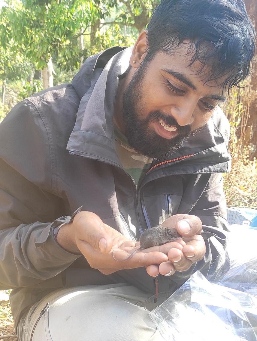Handling a Little Indian field mouse Mus booduga © Nikhil Mahji
