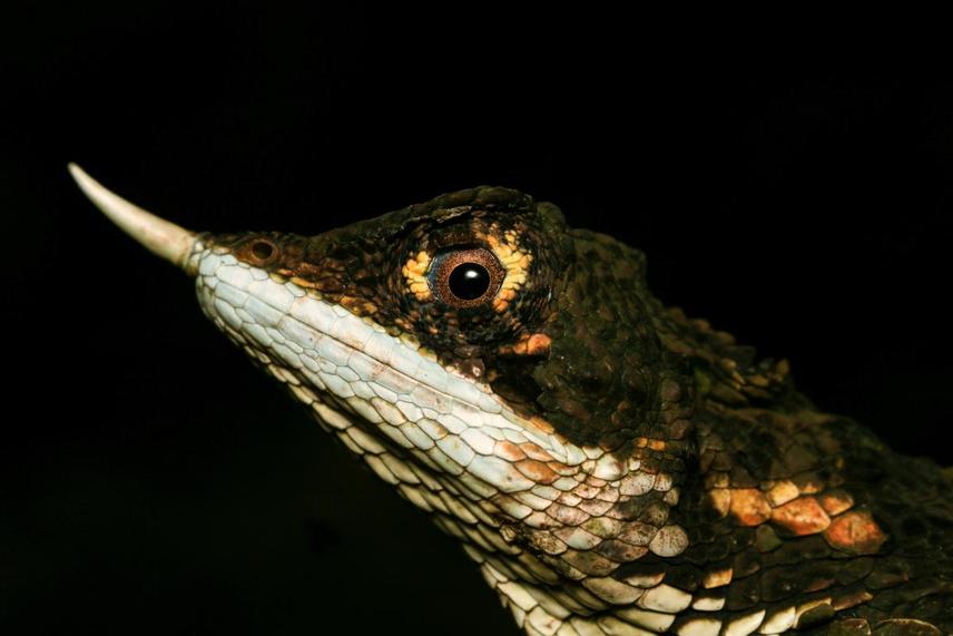 Headshot macro of Rhino-Horned Lizard (Ceratophora stoddartii) © Photo Credit Nimantha Abeyrathne