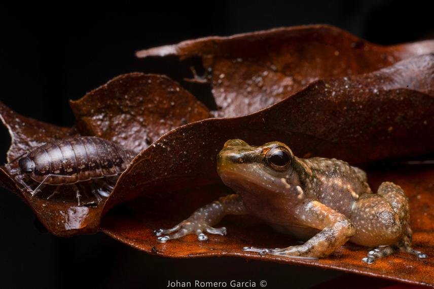 Hellmich's Rocket Frog. ©Johan Romero Garcia.
