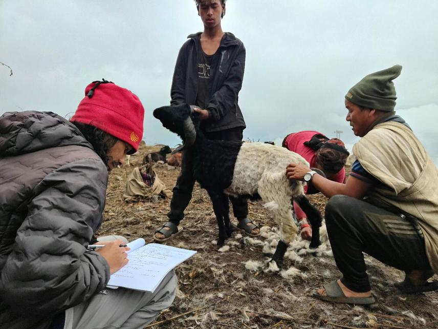 Conducting interviews with local herders in Sikles and Tangting to understand livestock depredation, forest dependency, and perceptions towards dholes. Copyright: © Prabal Bir Jung Ran