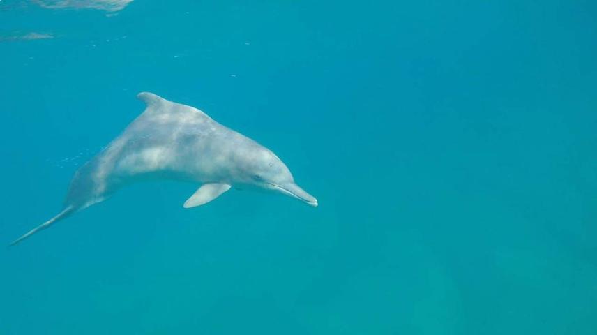Herme, one of the resident humpback dolphins in Ponta do Ouro Marine Reserve, Mozambique, recorded in collaboration with the Dolphin Encounters Research Centre for Sasha Dines PhD © Copyright Seasearch research and conservation