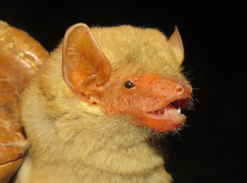 Hesperoptenus tickelli captured during live-sampling. © E. Zittoun.