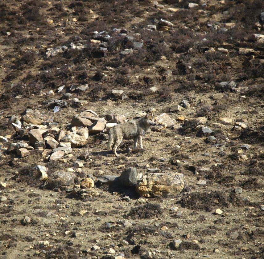 Himalayan wolf - © Deu Bahadur Rana
