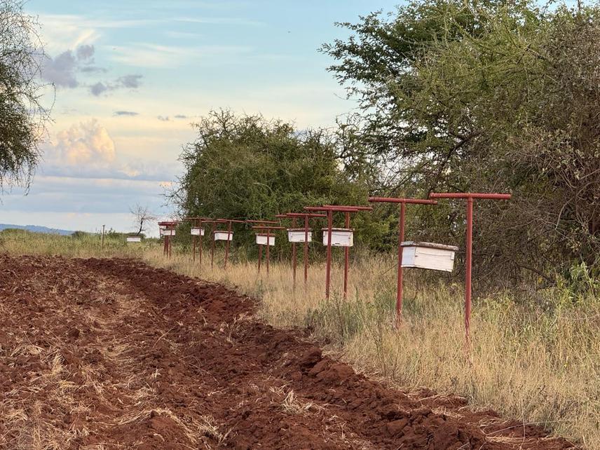 Beehive fence picture taken during the dry season, showing the arrangement and design of hives strategically placed along the boundary to deter elephants. © Kaiza Rutachwamagyo Kaganzi