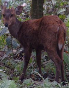 Hog Deer.