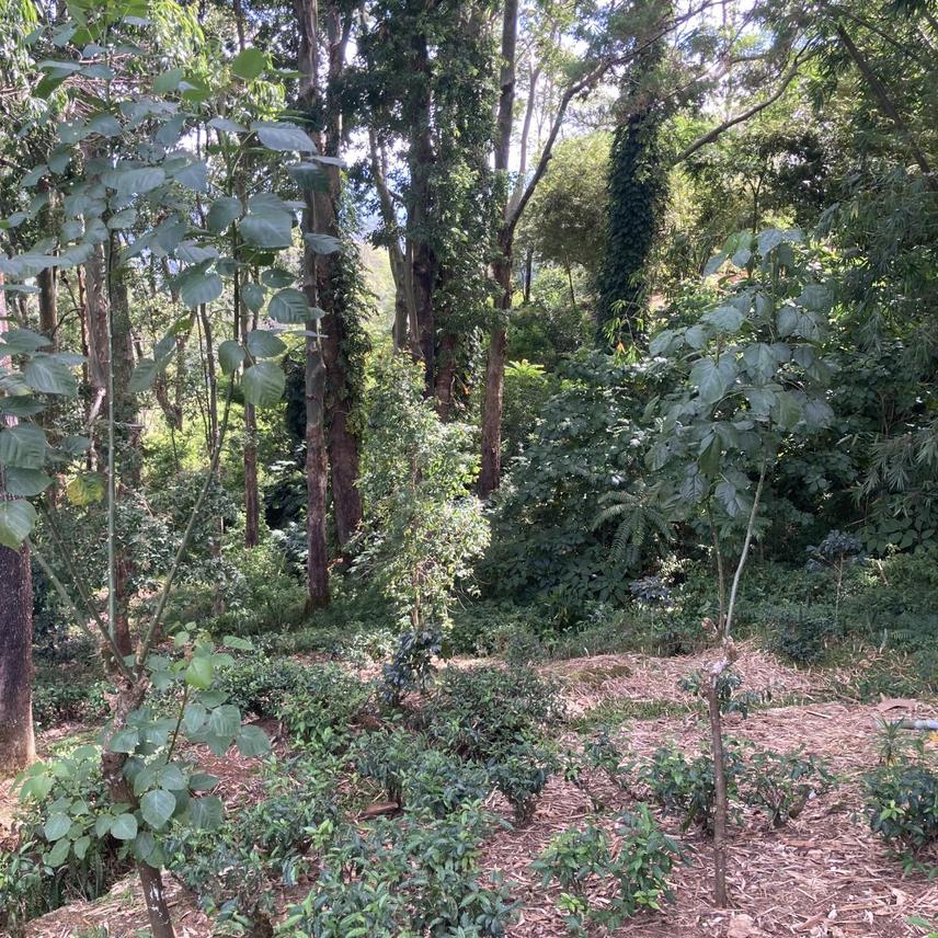 Home Gardens near Bungalows: Fieldwork site - Home gardens and backyards of old bungalows with good tree cover within high-elevation montane landscape of Sri Lanka. Photo Credit - Maia E Persche