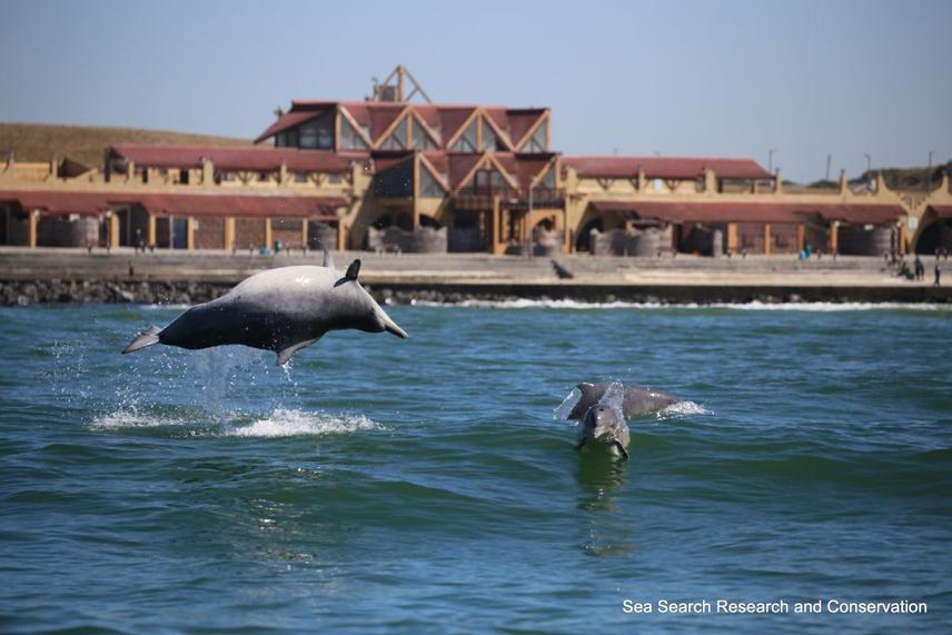 Humpback Dolphins at Strandfontein, Cape Town, putting on a show outside the old Pavilion. x © Copyright Seasearch research and conservation
