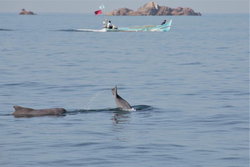 Humpback dolphins travelling. © Gaurav Patil.
