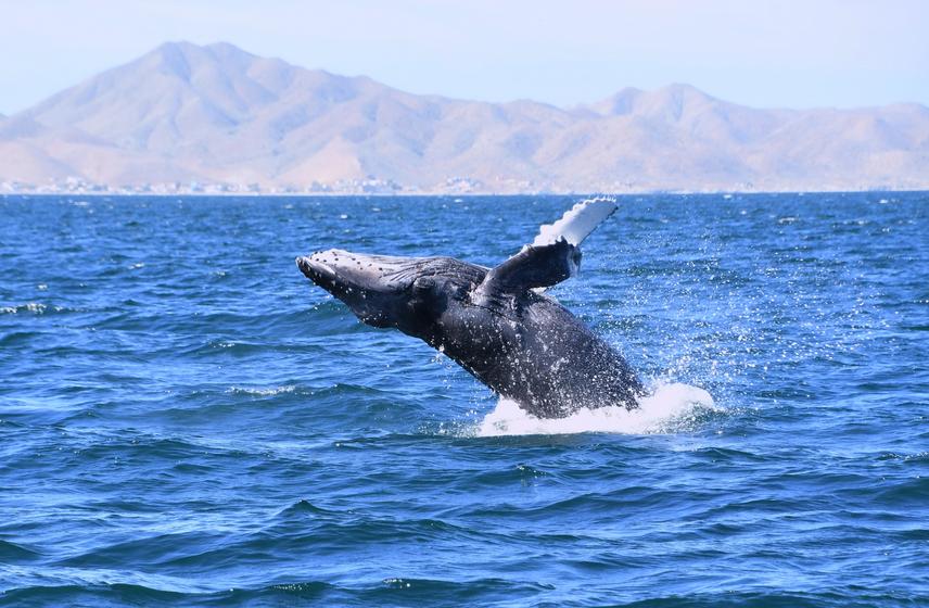 Humpback whale calf jumping. © Omar Garcia/PRIMMA-UABCS.
