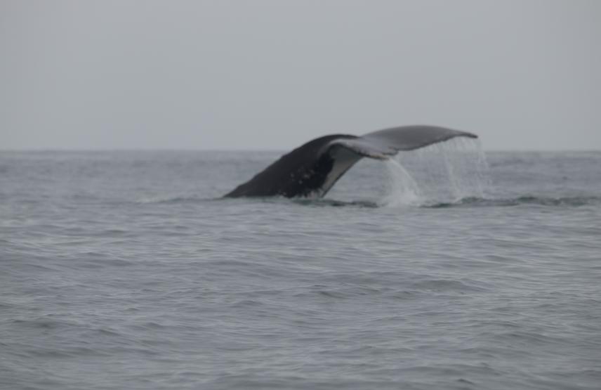 Humpback whale spotted with tourism fishers in Cancas, Peru. (c) Aurora Maguiña Silva