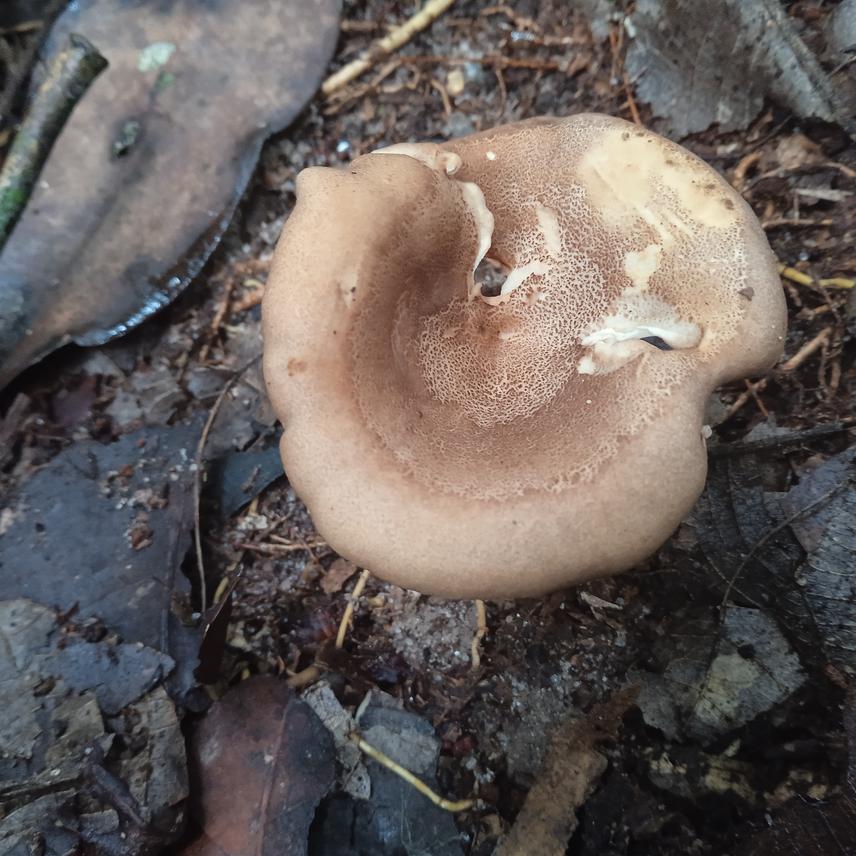 ICPC Cantharellus bifurcates nov. prov in forest Gilbertiodendron dewevrei.  ©Wawa, J.M 2023.