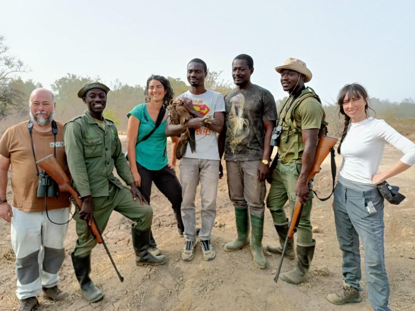 Part of team and collaborators with tagged Hooded vulture just before it was released in Mole National Park. (c) Juan José Iglesias