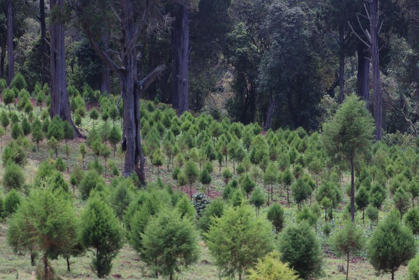 A rehabilitated section of the Aberdare Mountains using indigenous trees (c) RSG
