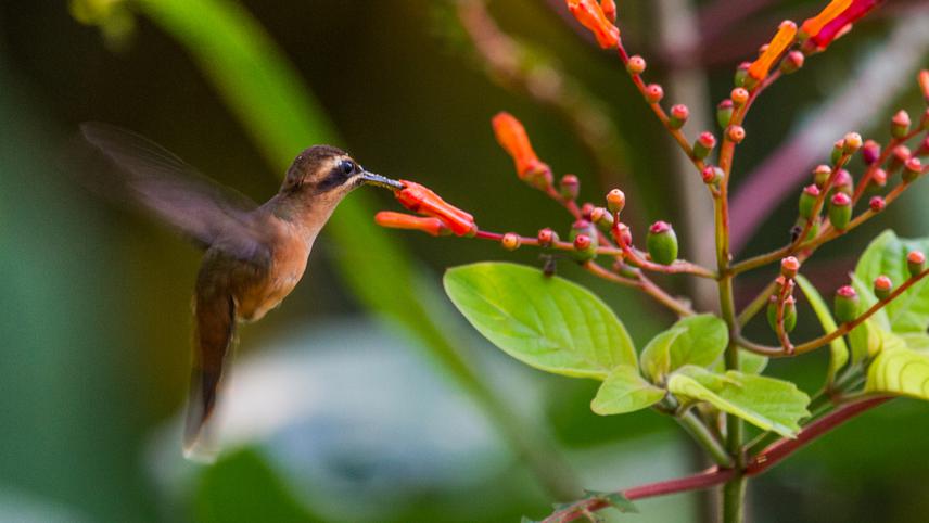 This photograph shows the interaction between two native species: the Stripe-throated Hermit (Phaethornis striigularis) and the Coralillo (Hamelia patens). ©Carlos Soberanes González.