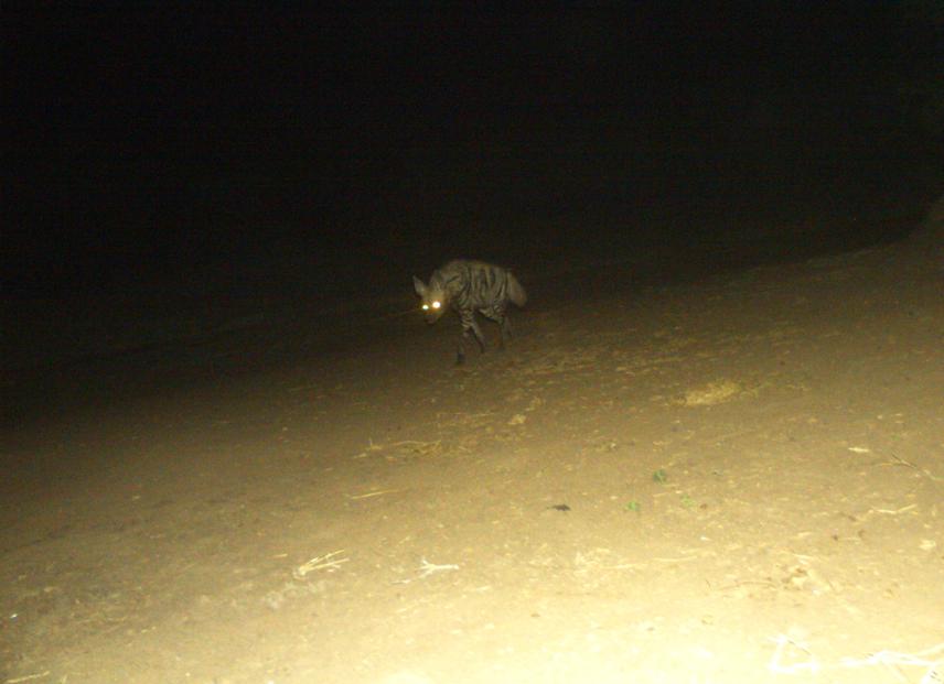 A striped hyena caught by a camera trap in the field. ©Justine Robert.