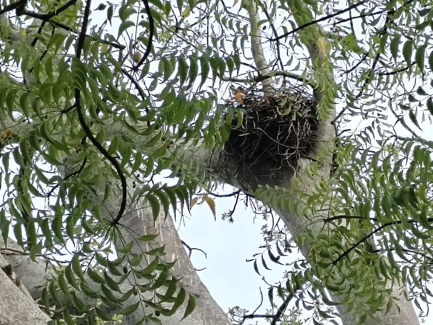 Identified Hooded Vulture Breeding Nest (c) Adebija Emmanuel