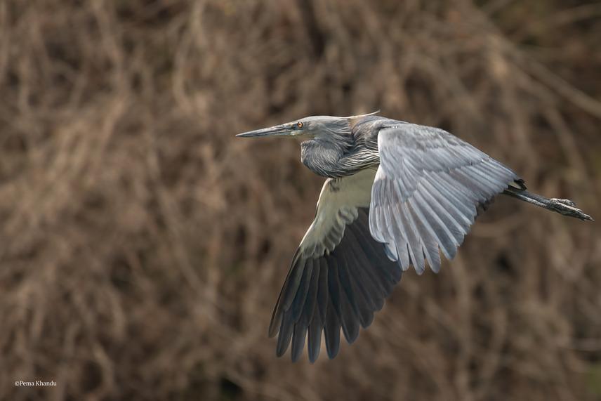 A WBH soaring in flight across its natural habitat. © Pema Khandu.