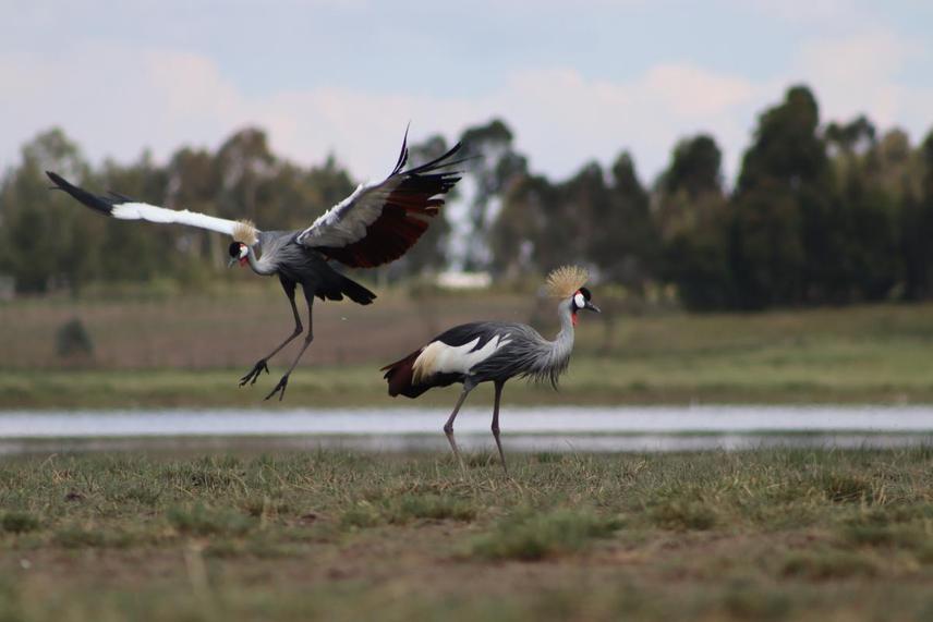 Image of Gray crowned  crane © Martin Mwangi