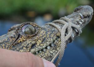 Immobilized Cuban crocodile during a sampling trip in Zapata Swamp Picture.