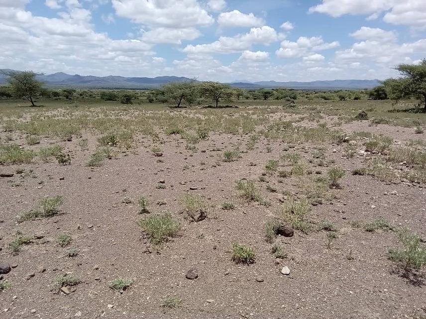 Impact of overgrazing on species composition in rangeland of Longido District. ©Gladys Lendii (2024).