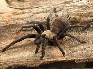 Indian Violet Tarantula.