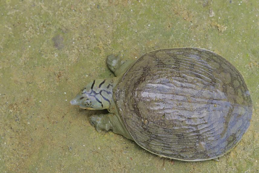 Indian softshell turtle (Nilssonia gangetica). © Sumana Chhetri.