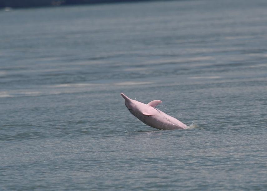 Indo-Pacific Humpback Dolphin recorded in Cat Ba Island. © CBES.