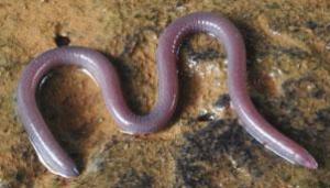 Indotyphlus maharashtraensis, another newly discovered species.